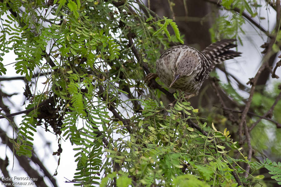 Troglodyte fasciéadulte, composition