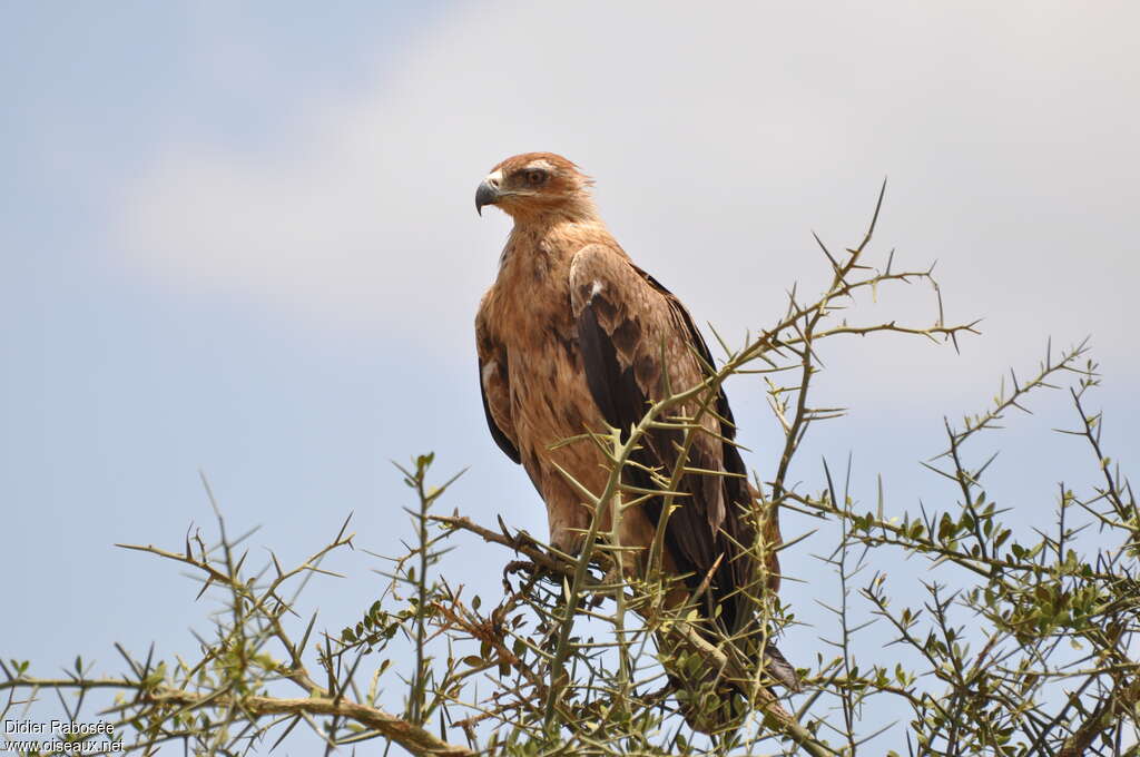 Tawny Eagleimmature, habitat