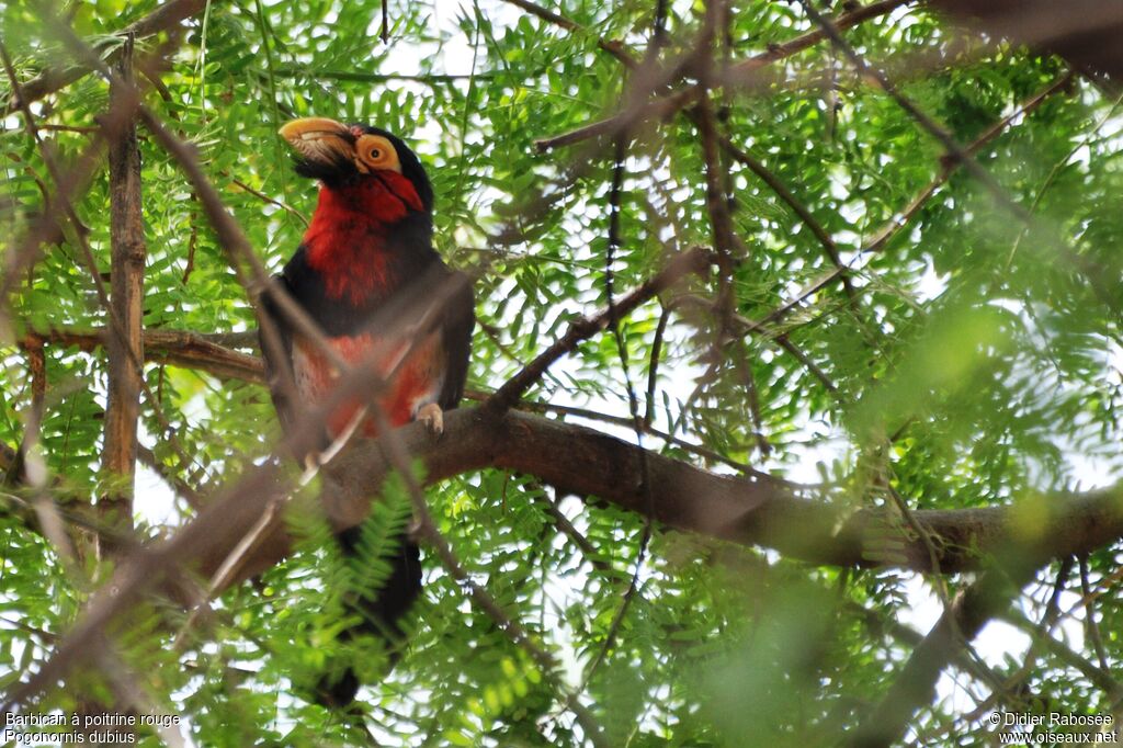 Bearded Barbet