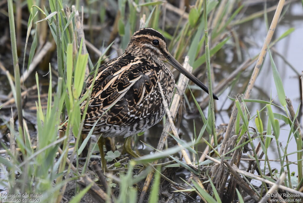 Bécassine des marais, camouflage