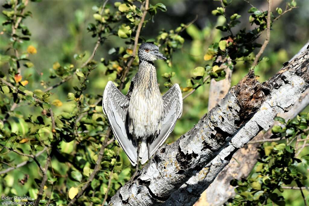 Yellow-crowned Night Heronimmature, Behaviour