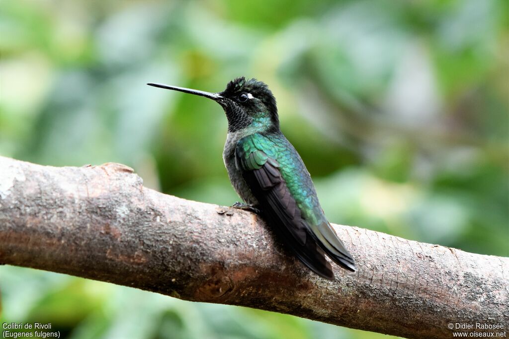 Colibri de Rivoli mâle