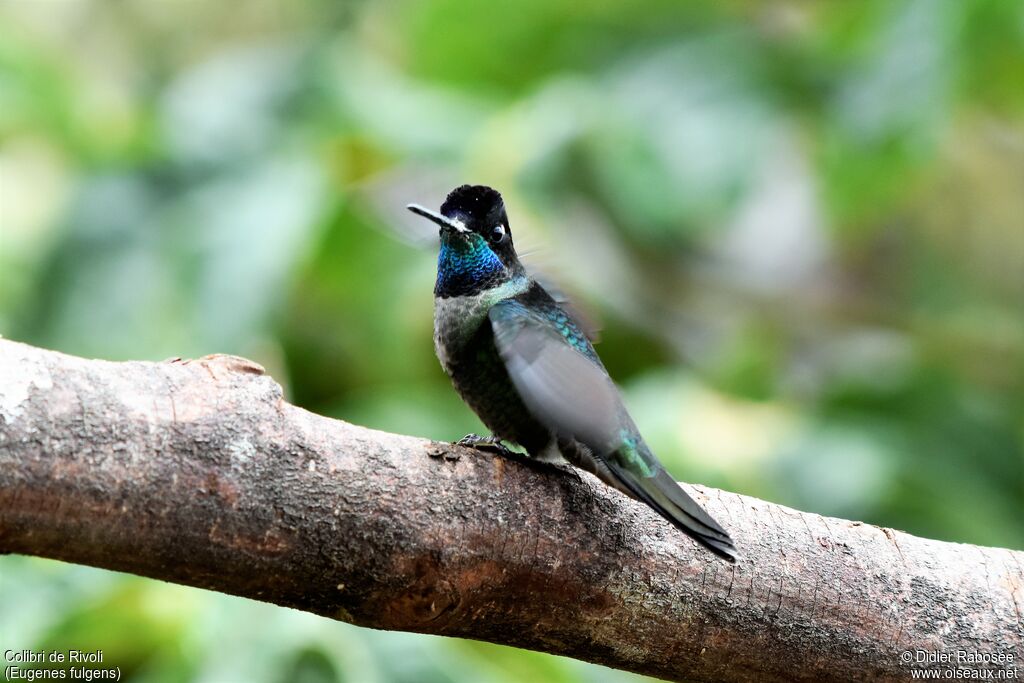 Colibri de Rivoli mâle