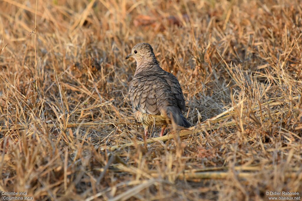 Inca Doveadult