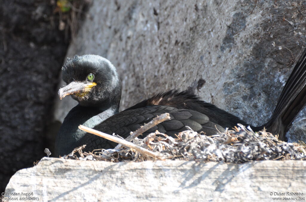 Cormoran huppéadulte nuptial, Nidification
