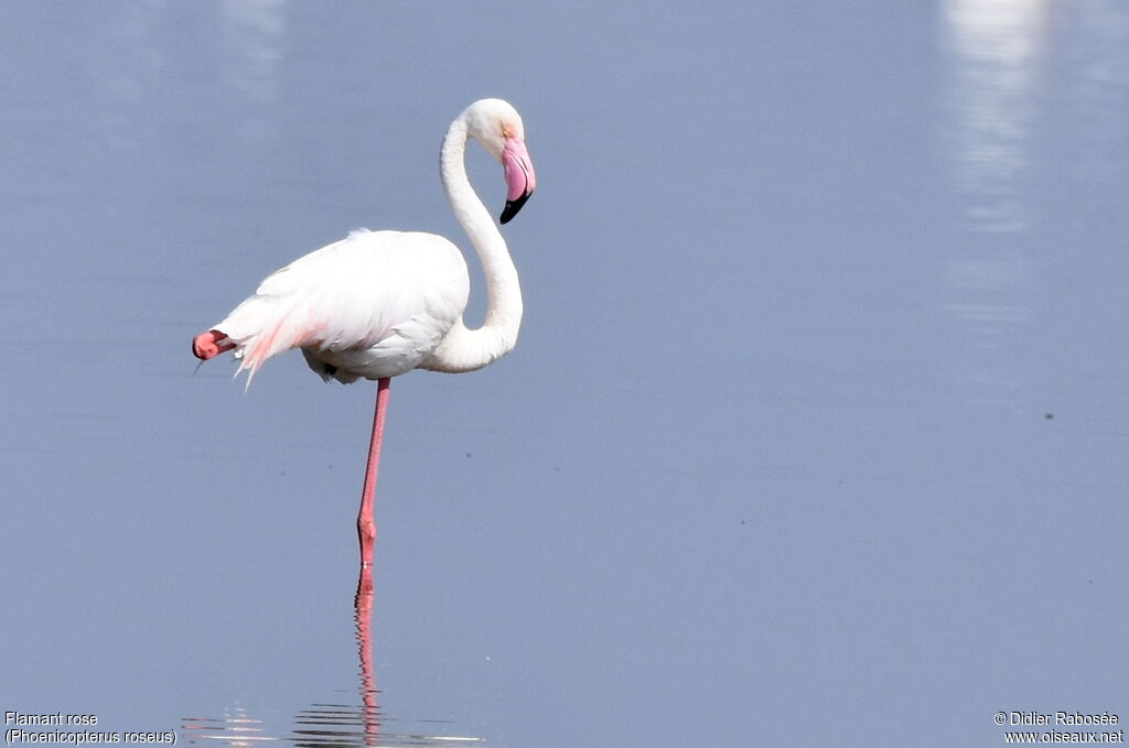 Flamant rose