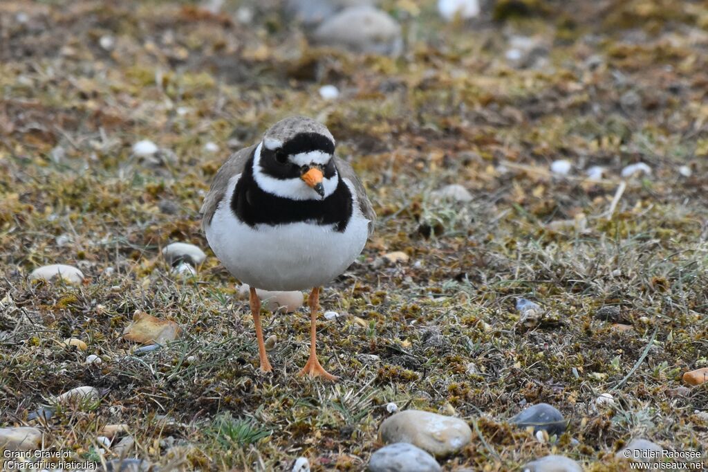 Common Ringed Ploveradult breeding