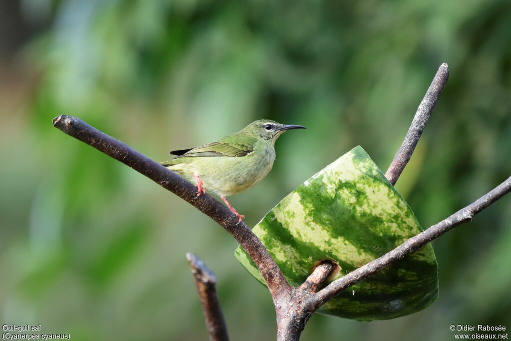 Red-legged Honeycreeper female