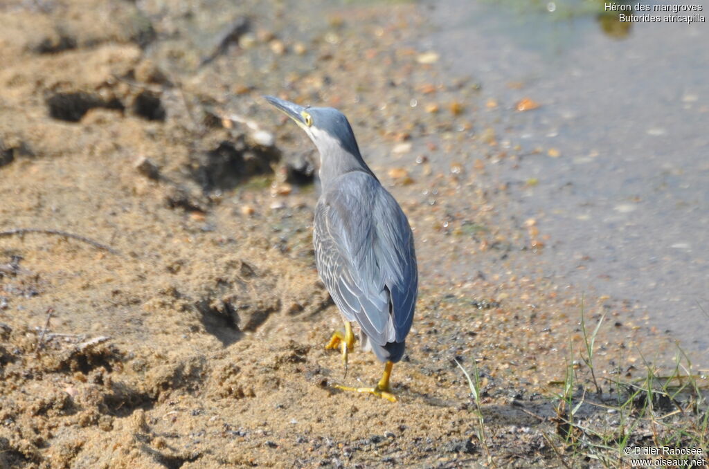 Little Heron