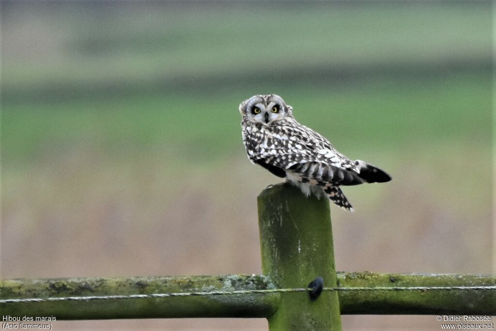 Hibou des marais