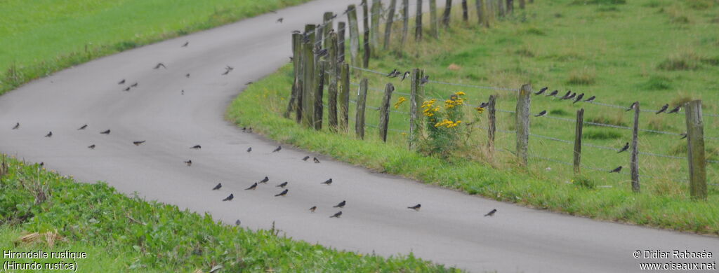 Hirondelle rustique, Comportement