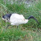 Ibis sacré