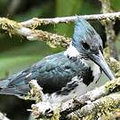 Martin-pêcheur d'Amazonie