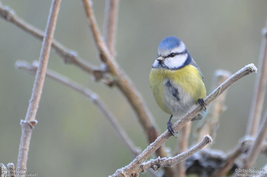 Mésange bleue