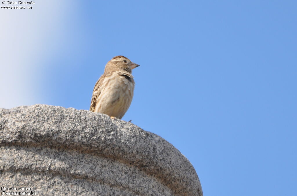 Moineau soulcie