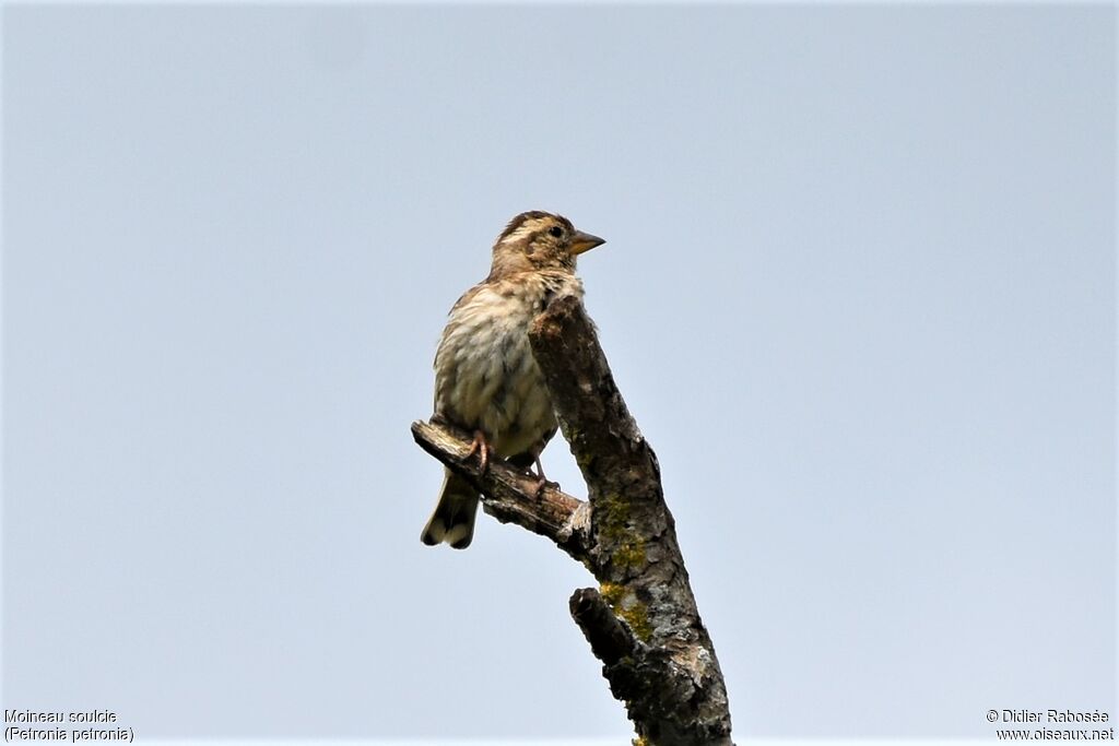 Moineau soulcie