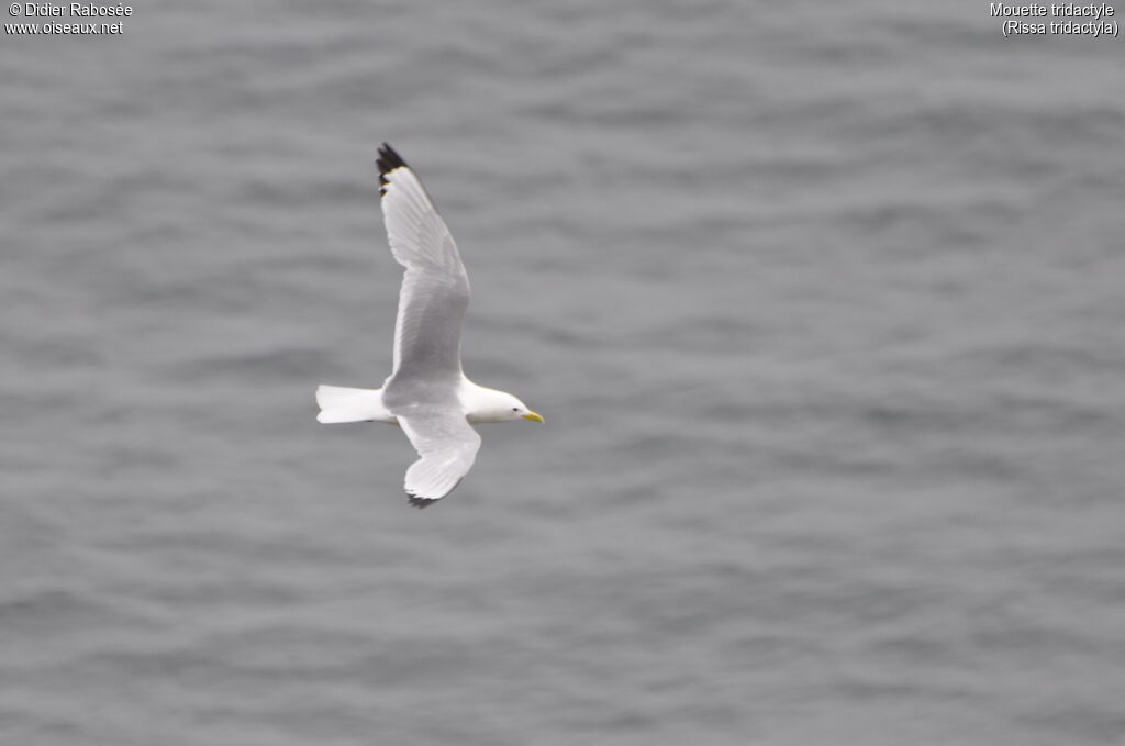 Mouette tridactyleadulte nuptial, Vol