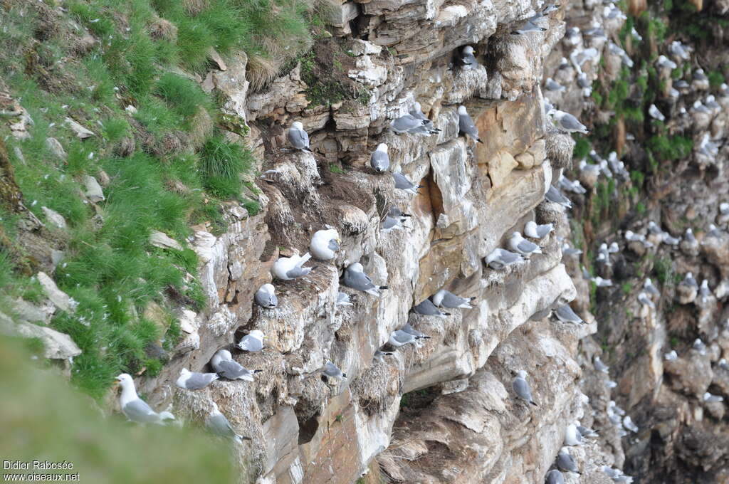 Mouette tridactyleadulte nuptial, habitat, Nidification, r. coloniale