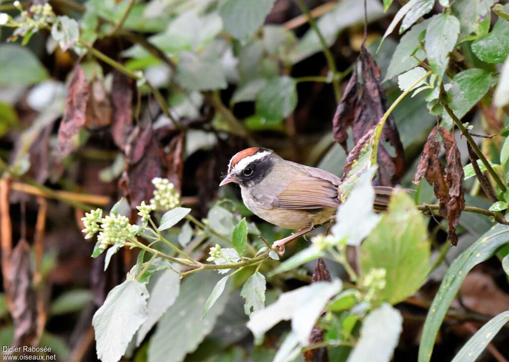 Paruline sombreadulte, habitat, pigmentation