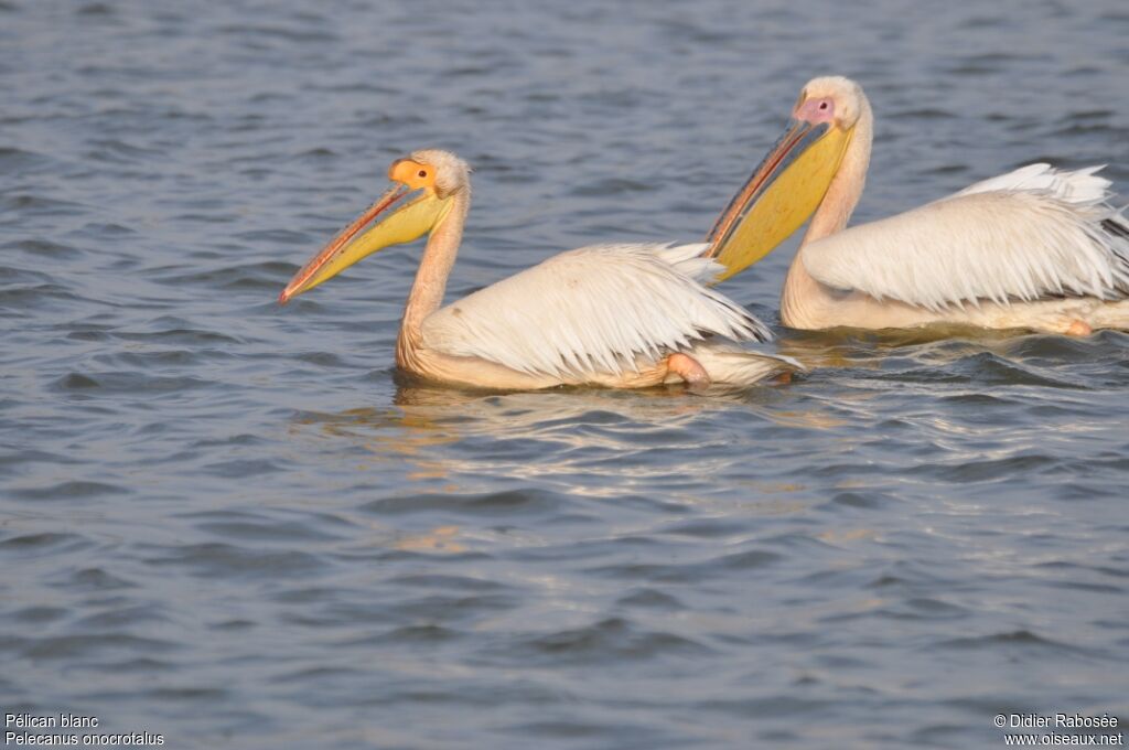 Great White Pelican