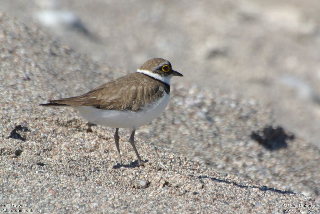Little Ringed Plover