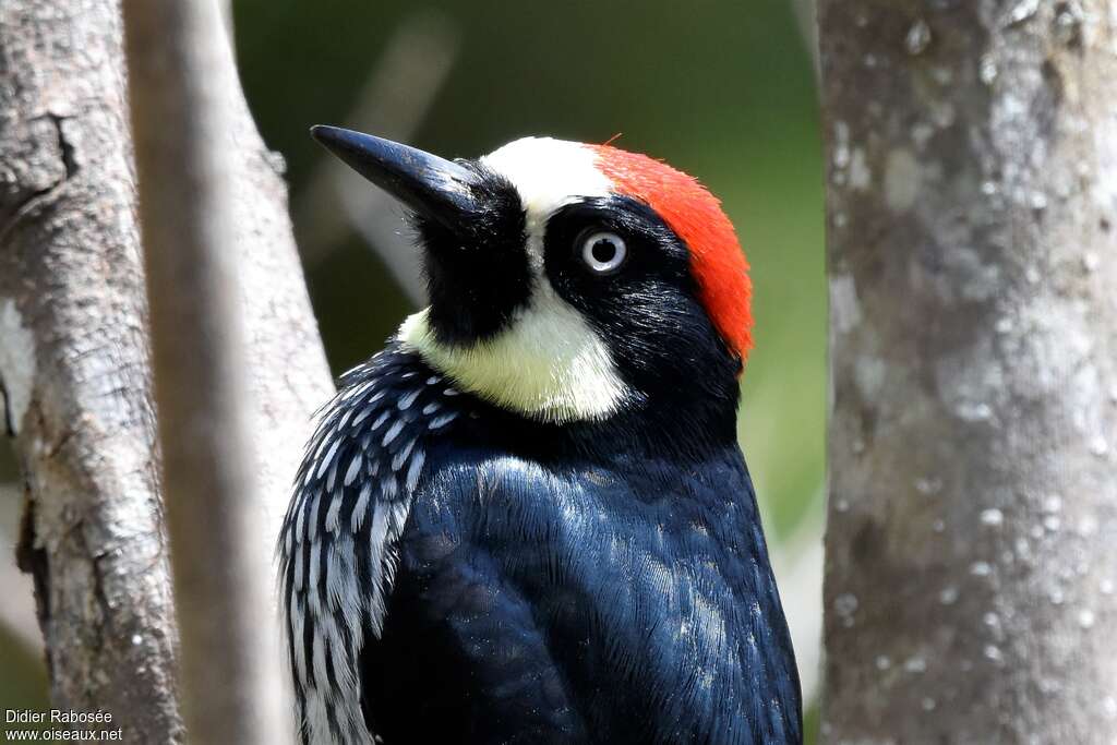Acorn Woodpecker male adult, close-up portrait