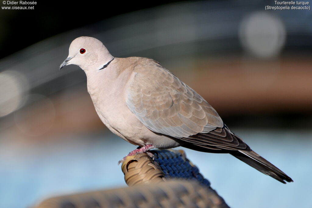 Eurasian Collared Dove