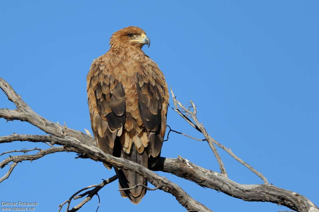 Aigle ravisseursubadulte, identification, pigmentation