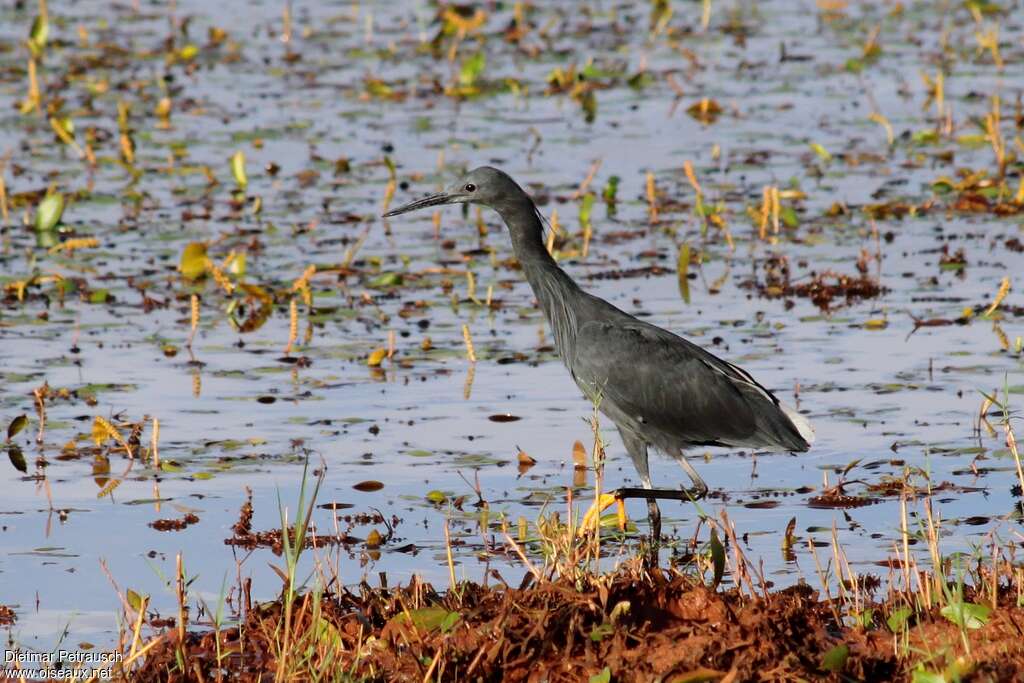 Black Heronadult, habitat, walking