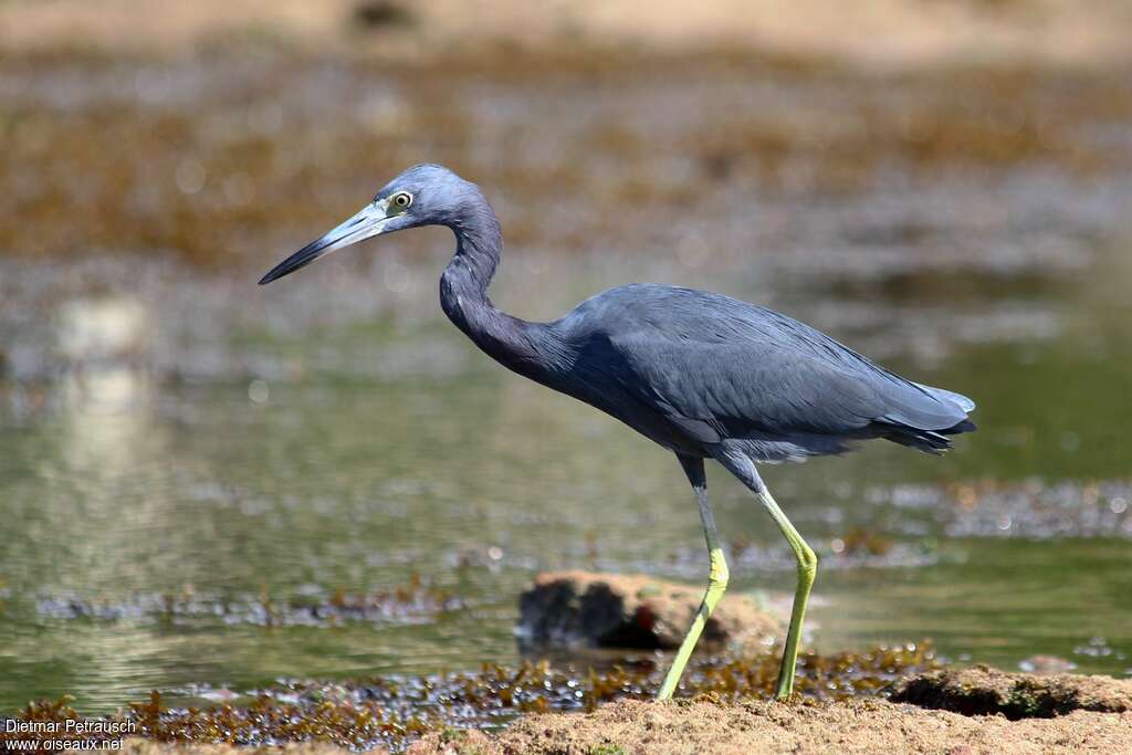 Aigrette bleueadulte transition, identification