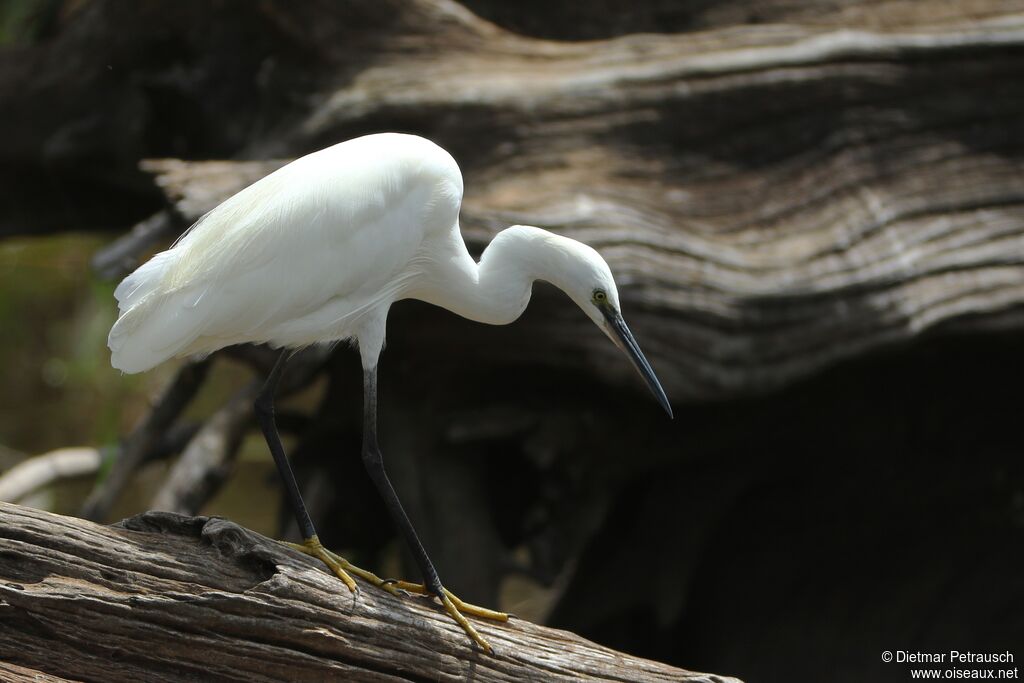 Little Egretadult