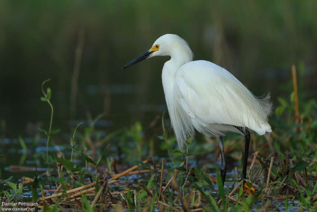Aigrette neigeuseadulte, identification, marche