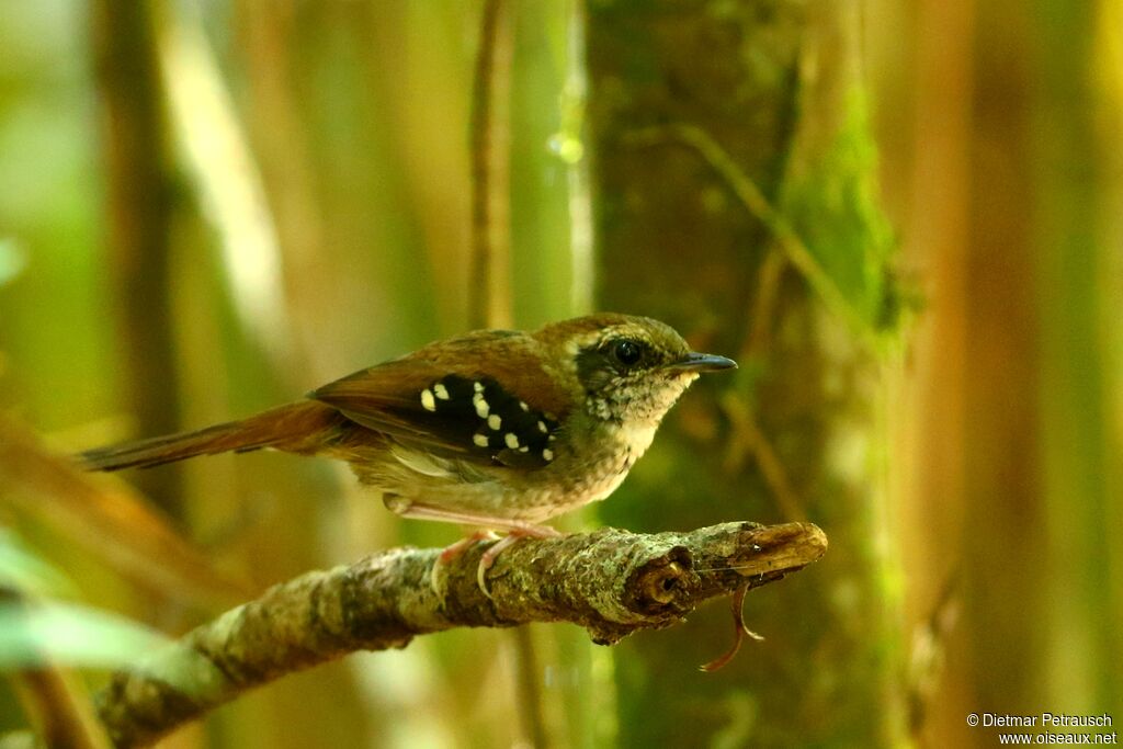 Squamate Antbird female adult