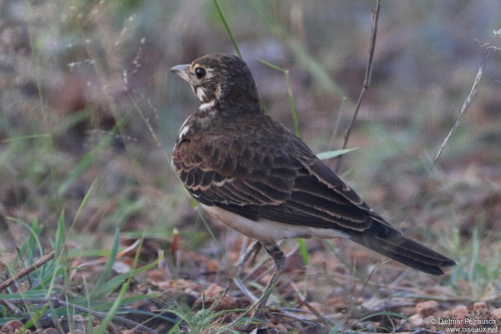 Dusky Larkadult