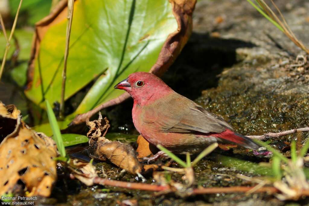 Red-billed Firefinch male adult, habitat, drinks