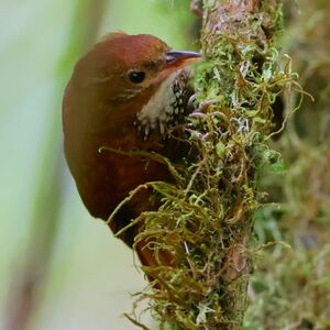 Anabasitte étoilée