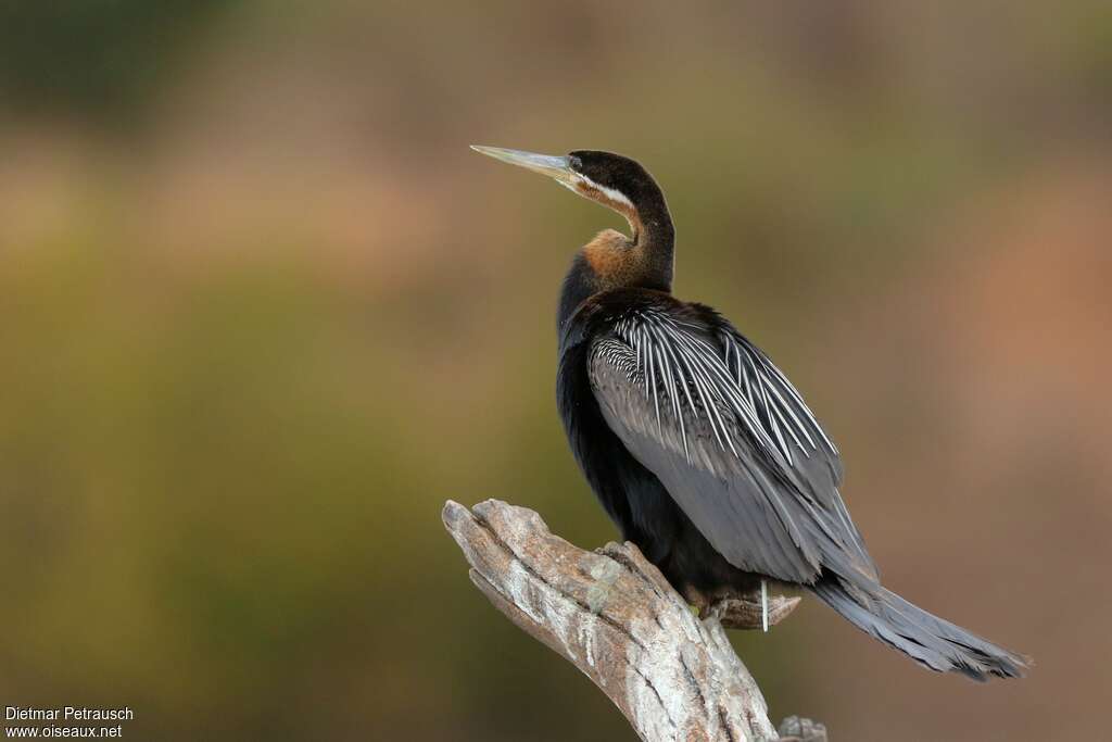 African Darter male adult breeding, identification