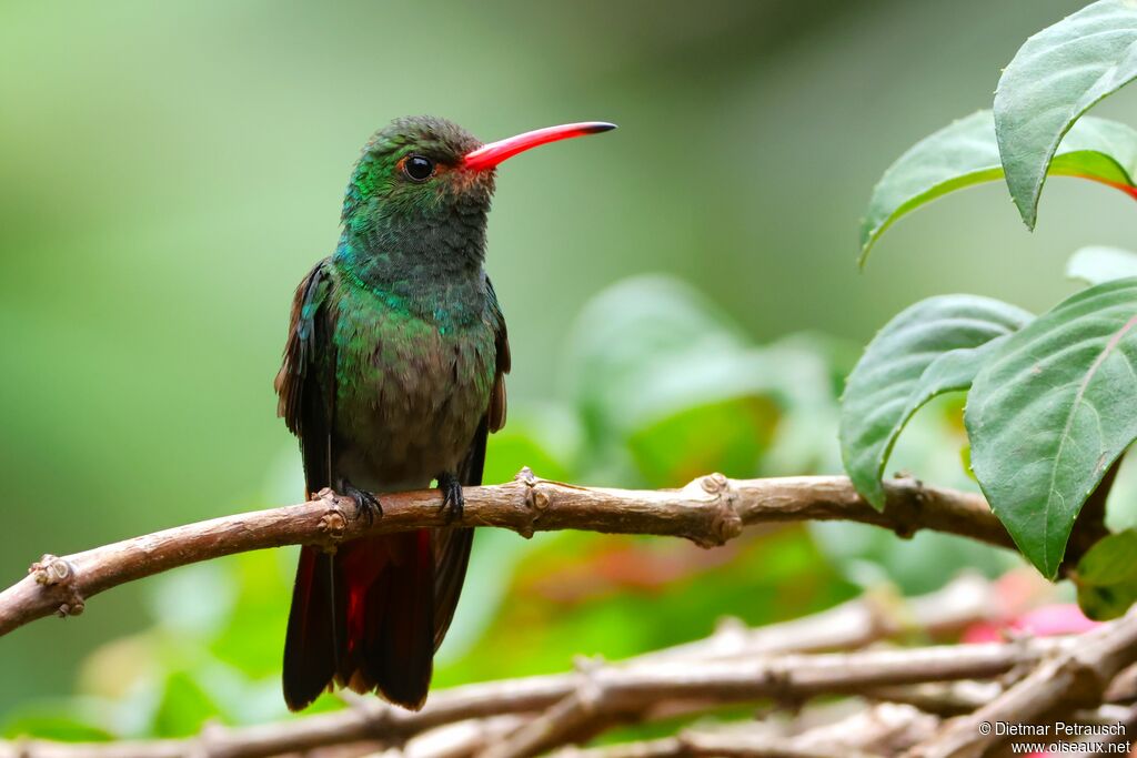 Ariane à ventre grisadulte