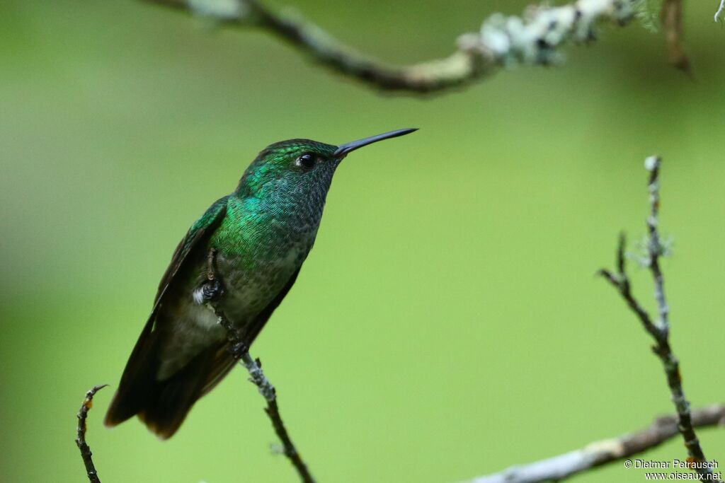 Versicolored Emerald male adult