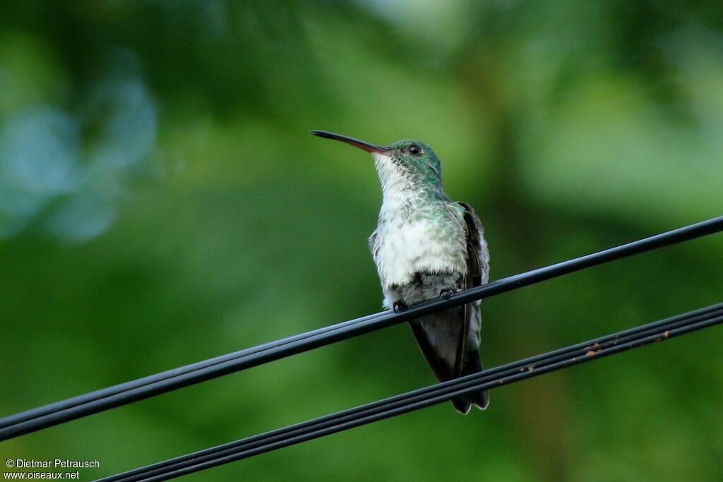 Plain-bellied Emeraldadult
