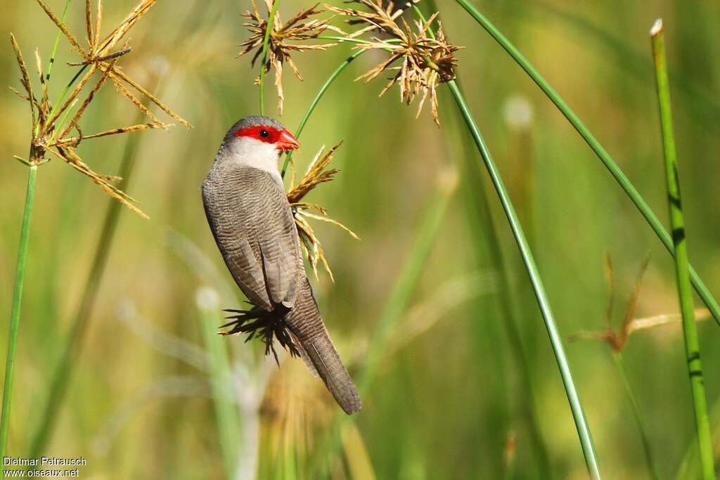 Common Waxbilladult, habitat, feeding habits, eats