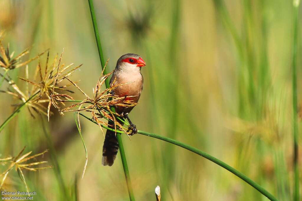 Common Waxbilladult, habitat