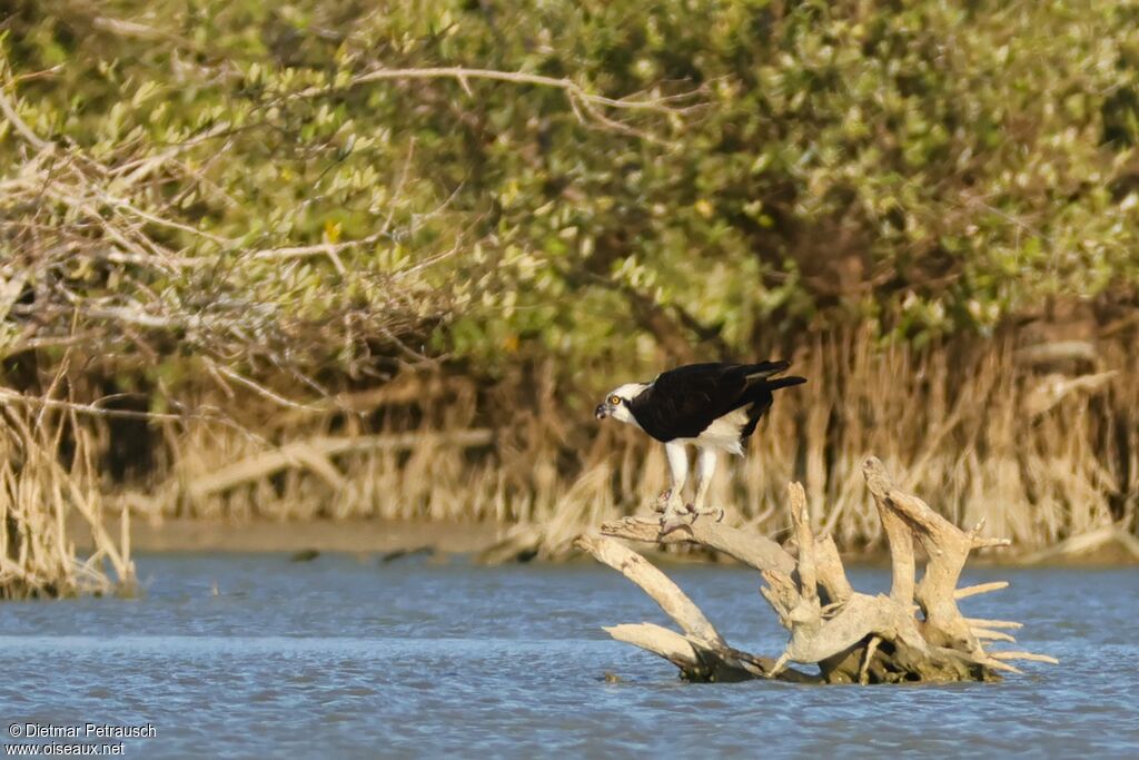 Balbuzard pêcheuradulte, mange