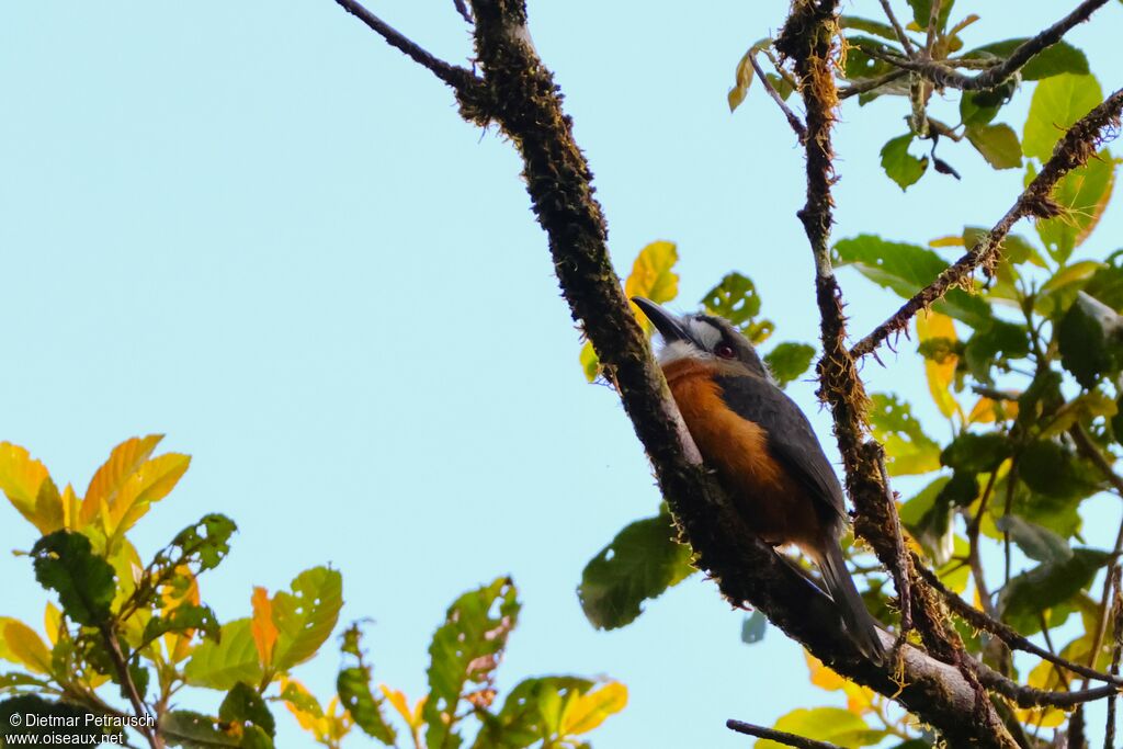 White-faced Nunbird