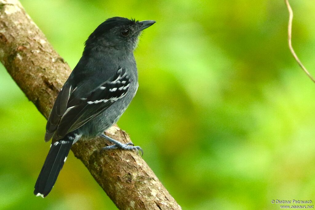 Variable Antshrike male adult