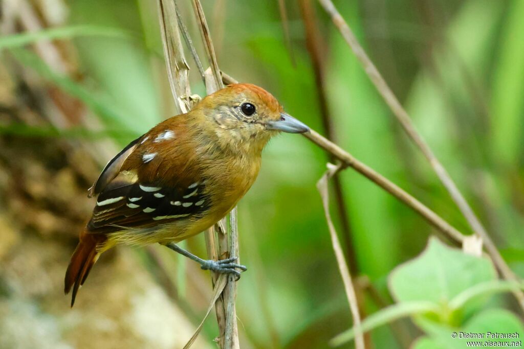 Sooretama Slaty Antshrike female adult