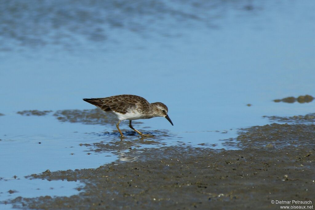 Least Sandpiperadult