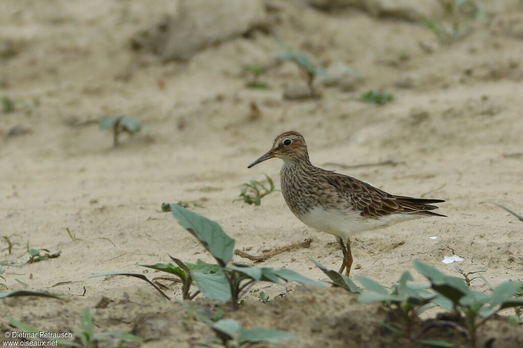 Pectoral Sandpiperadult