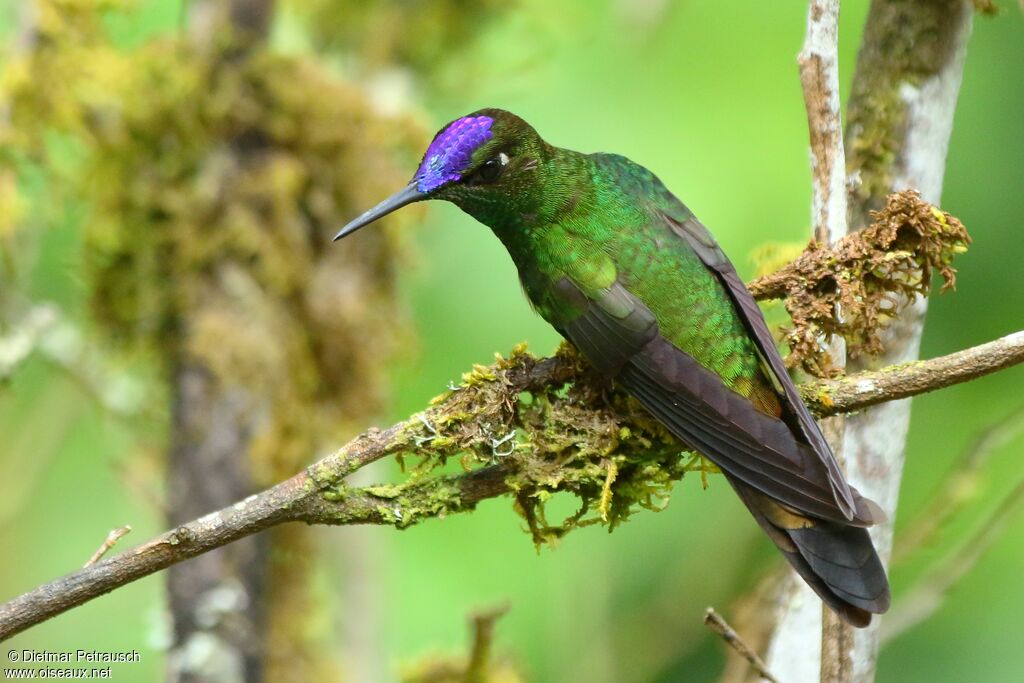 Violet-fronted Brilliant male adult, identification