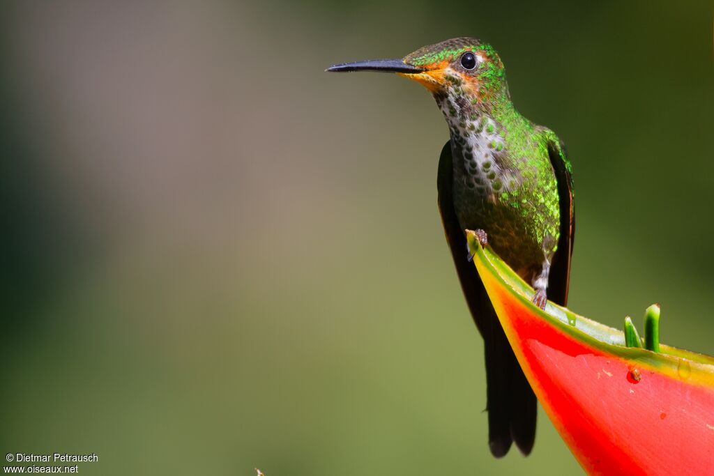 Brillant impératrice femelle adulte